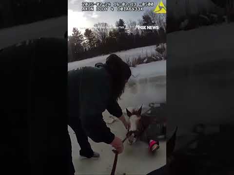 You are currently viewing Police rescue horse that fell into ice after playing on pond