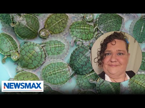 You are currently viewing Turtle identifying person give the left mental health advice: Chris Plante