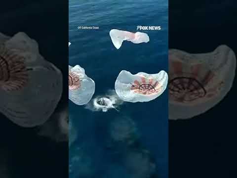 You are currently viewing MISSION SUCCESS: SpaceX flight splashes down after historic voyage over Earth’s poles #foxnews