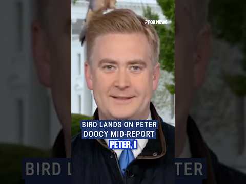 You are currently viewing Peter Doocy vs bird leaves hosts in hysterics #shorts #foxnews #whitehouse