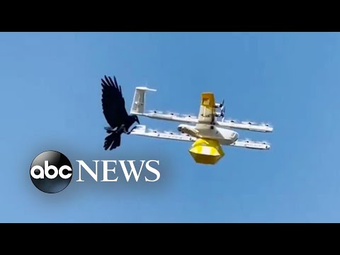 Read more about the article Raven attacks drone delivering coffee | ABC News