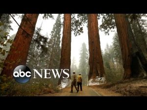 Read more about the article Firefighters fight to save historic sequoias