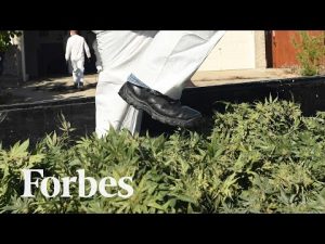 Read more about the article How Legal California Marijuana Is Sold Illegally Across America | Forbes