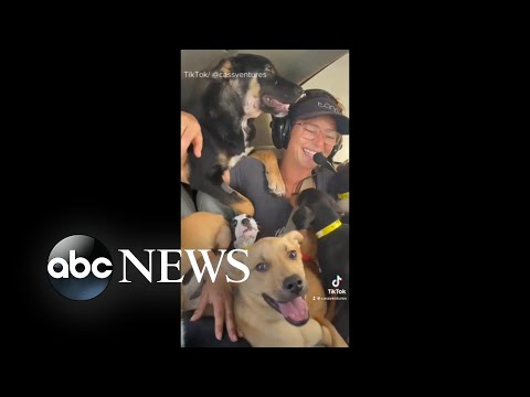 You are currently viewing Woman fights to save dogs from being euthanized | WNT