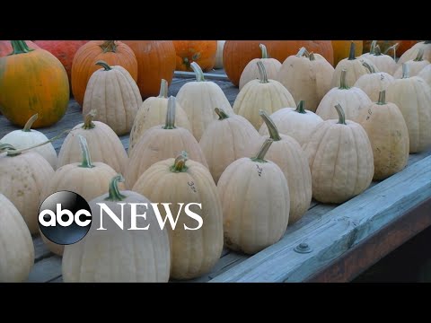 You are currently viewing Farmers working hard to supply pumpkins for the season | WNT