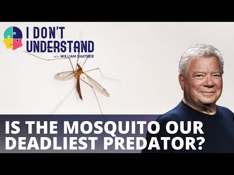 You are currently viewing IDU: Why the mosquito is our deadliest predator?