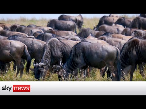 You are currently viewing Maasai Mara: Climate change threatens one of nature’s greatest spectacles