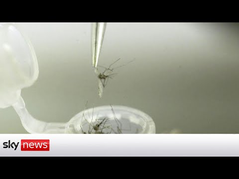 You are currently viewing Breakthrough malaria vaccine jab unveiled, after decades of research