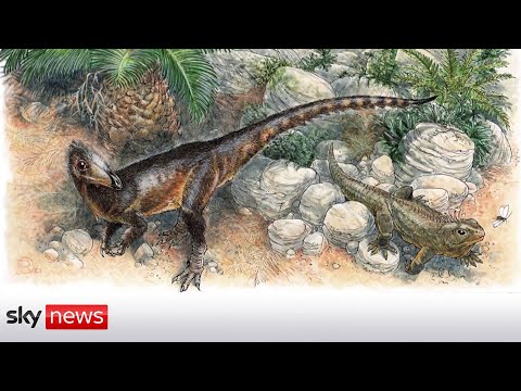 You are currently viewing Bones of T Rex ancestor rediscovered