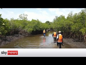 Read more about the article How mangrove reforestation is helping to tackle climate change