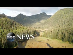 Read more about the article Tug of war over Alaska’s Tongass National Forest, called the ‘lungs of America’