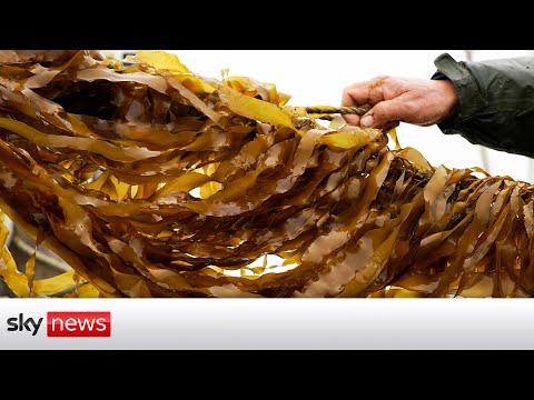 You are currently viewing Could seaweed help us mitigate the effects of climate change?