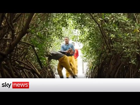 You are currently viewing Inside Brazil’s biggest urban mangrove forest