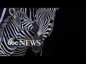 Read more about the article Baby zebra, Arlington National Cemetery and protest: World in Photos, Nov. 9