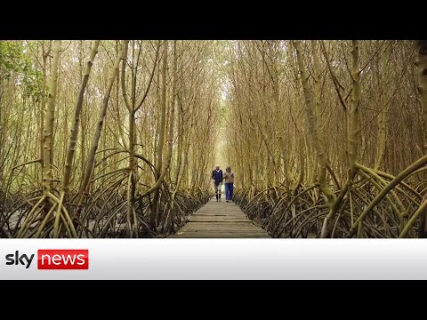 You are currently viewing COP26: Brazilian biologist battles to save his country by planting a mangrove forest