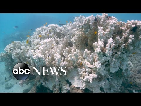 You are currently viewing Coral bleaching leaves Great Barrier Reef under threat