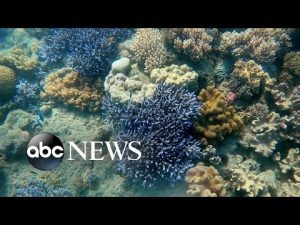 Read more about the article Scientists are breeding coral to reinvigorate Great Barrier Reef’s damaged areas | Nightline