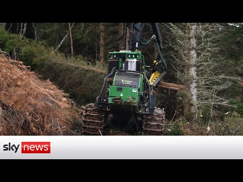 You are currently viewing The Scottish forest where trees are being cut down to save the planet