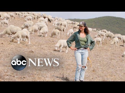 You are currently viewing Could sheep be the answer to America’s wildfire problem? l ABC News