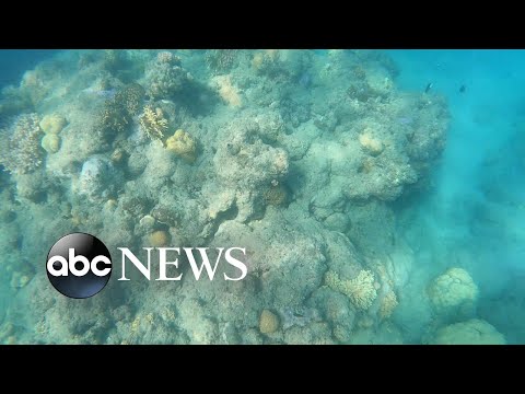 You are currently viewing Warming temperatures have devastating impact on coral reefs