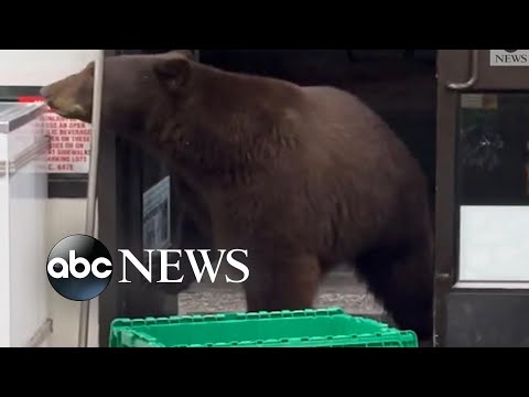 You are currently viewing Bear visits California convenience store