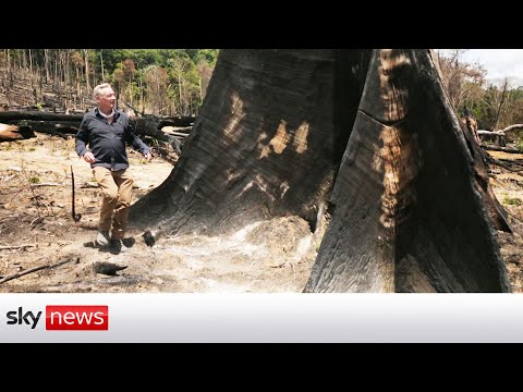 You are currently viewing COP26: Destruction surges in the amazon rainforest of Brazil