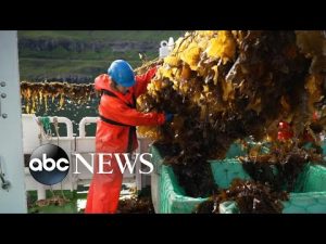 Read more about the article Faroe Islands farmers use seaweed as an underwater solution to combat climate change