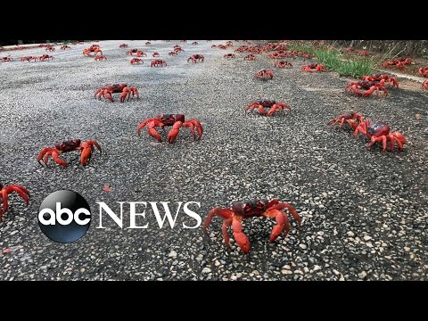 You are currently viewing Red crabs migrate, flooding in British Columbia: World in Photos, Nov. 18