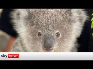 Read more about the article Australia: Koala population reaches ‘tipping point’ due to climate change