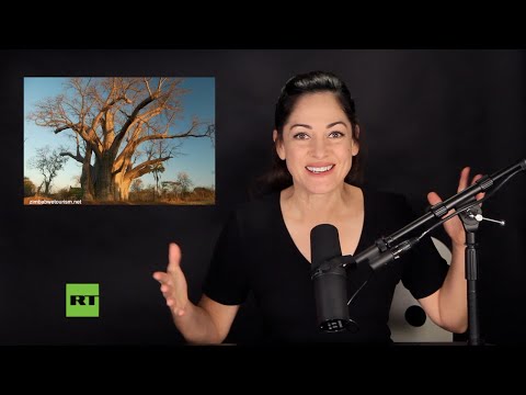 You are currently viewing Age of Africa’s big tree finally revealed