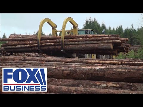 Read more about the article The grit and dedication in lumber production