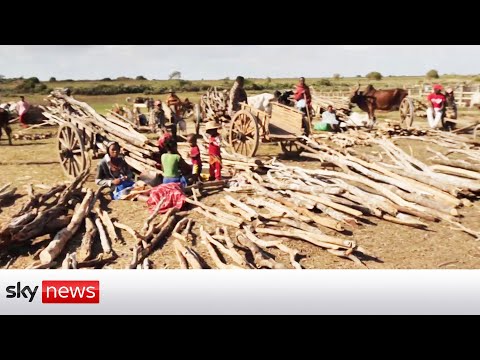 You are currently viewing Relentless deforestation adds to climate woes in Madagascar