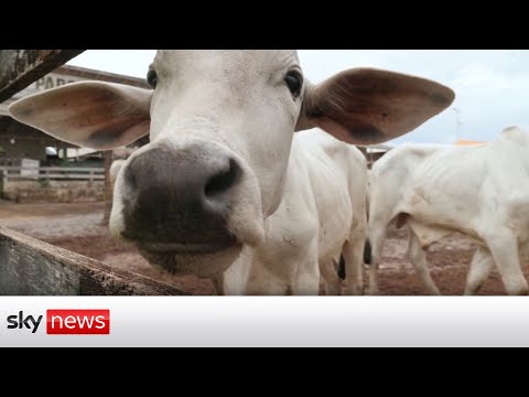 You are currently viewing Beef washing: The cow conspiracy worth millions