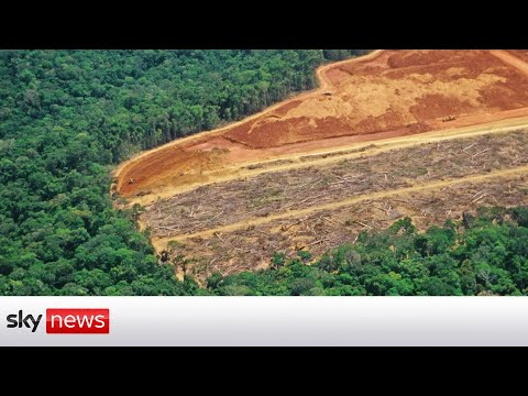 You are currently viewing COP26: ‘Zero deforestation is needed’ in the Amazon rainforest