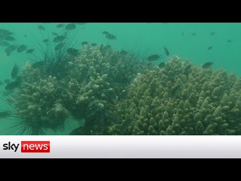 You are currently viewing Climate change: Thailand scientists perform ‘coral IVF’