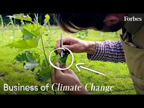 You are currently viewing Can These GMO Trees Save The Planet? | Business of Climate Change | Forbes