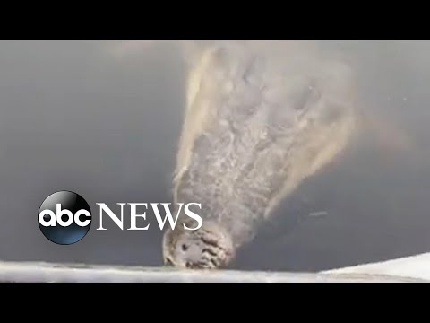 You are currently viewing Woman gets a fright when a crocodile lunges at boat