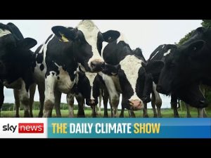 Read more about the article Are cows the new coal?