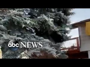 Read more about the article Tree falls onto home in Colorado Springs