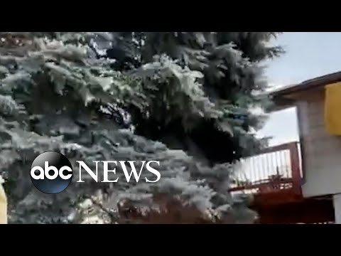 You are currently viewing Tree falls onto home in Colorado Springs