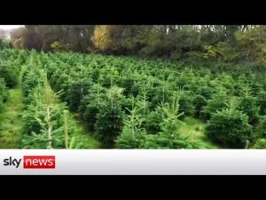 Read more about the article Are real or fake Christmas trees best for the environment?