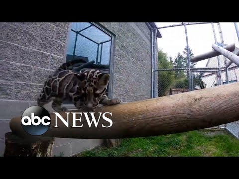 Read more about the article Zookeepers play with clouded leopard cub