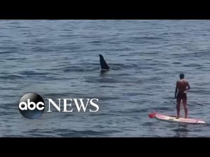 Read more about the article Orcas swim in shallow waters off Ipanema beach in Brazil