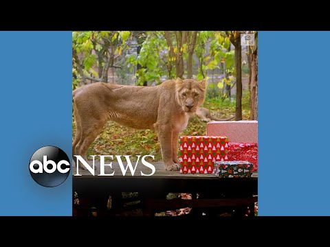 You are currently viewing Animals at London Zoo open Christmas presents