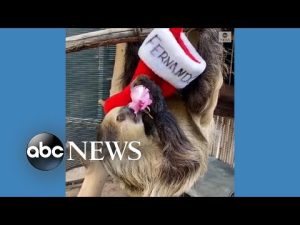 Read more about the article Sloth enjoys tasty stocking stuffer
