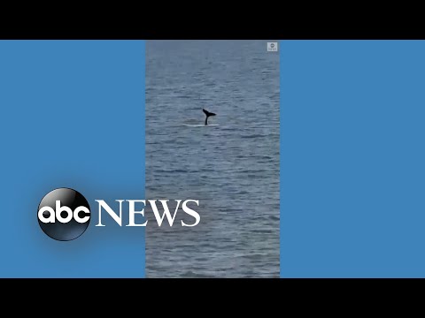 You are currently viewing Whale spotted off South Carolina coast on Christmas Eve