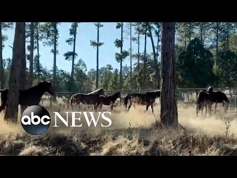 Read more about the article Wild horses stop traffic in New Mexico