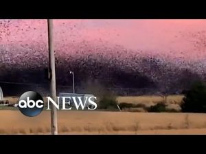 Read more about the article Flock of birds fly in Arkansas sky