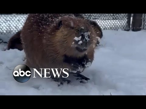 You are currently viewing Beavers play in the snow at Washington zoo