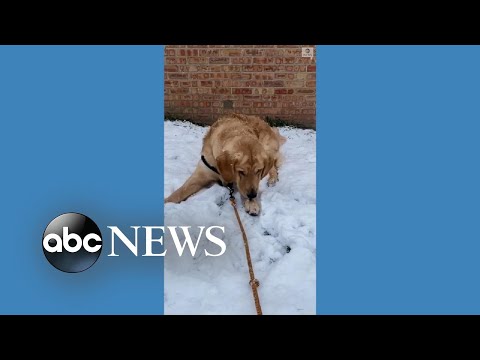 Read more about the article Golden retriever enjoys snowfall